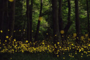 Dang fireflies