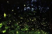 Dang fireflies