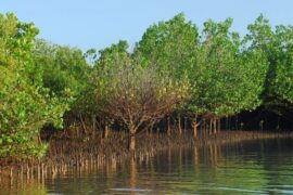 mangrove-trail-in-ratnagiri-boat-safari