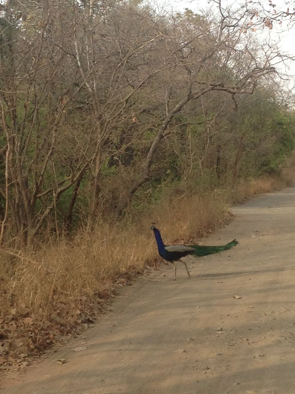 Peacock