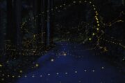 Dang fireflies