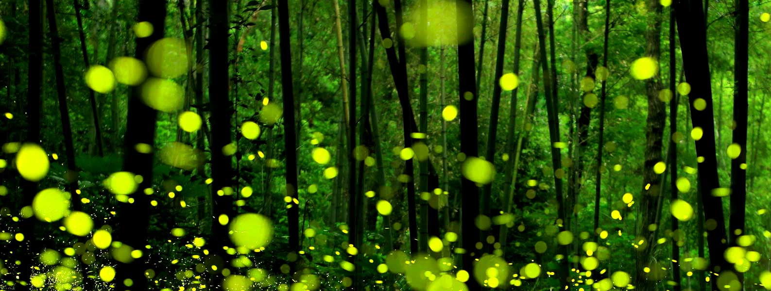 Fireflies Festival at Dang