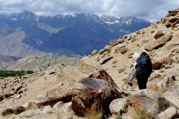 Ladakh Backpacking trek